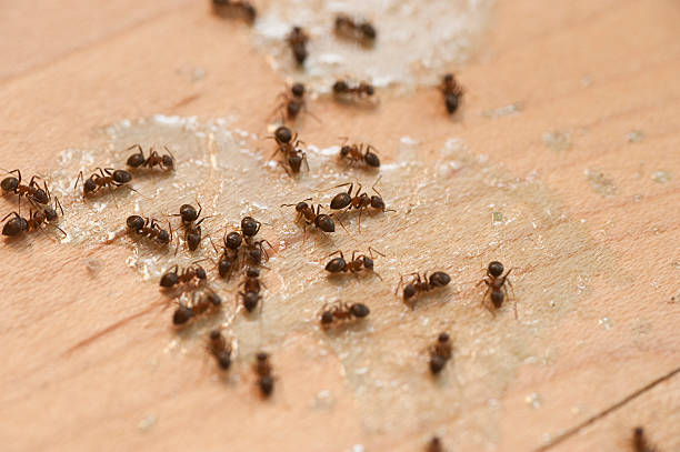 Best Bed Bug Extermination  in Valley Stream, NY