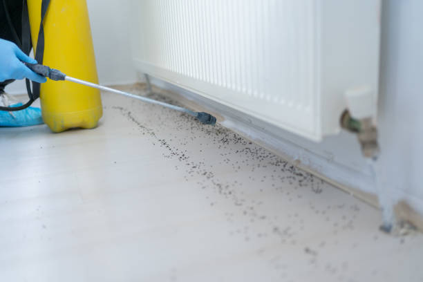 Best Best Pest Control Companies  in Valley Stream, NY