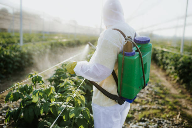 Best Pest Removal Services  in Valley Stream, NY